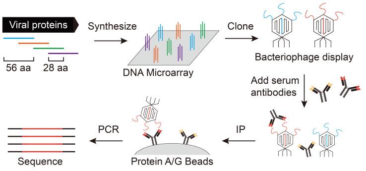 https://cdn.ncbi.nlm.nih.gov/pmc/blobs/2db0/9303818/06baad15de48/BioProtoc-12-13-4464-ga001.jpg