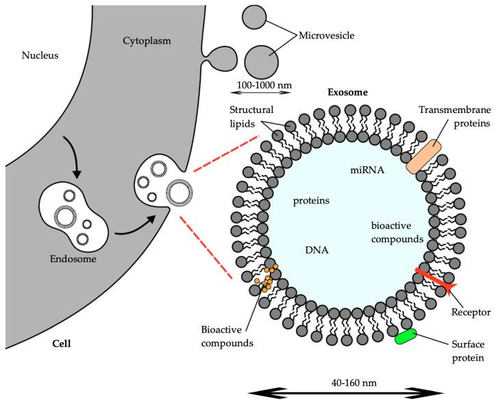 https://cdn.ncbi.nlm.nih.gov/pmc/blobs/2db1/11277065/110563e26173/ijms-25-07559-g001.jpg