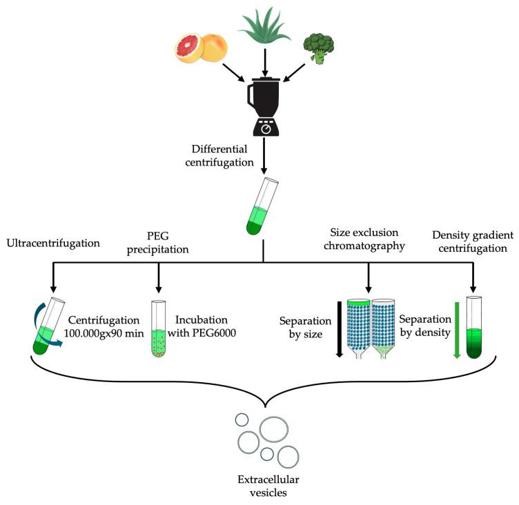 https://cdn.ncbi.nlm.nih.gov/pmc/blobs/2db1/11277065/3037160518ab/ijms-25-07559-g003.jpg
