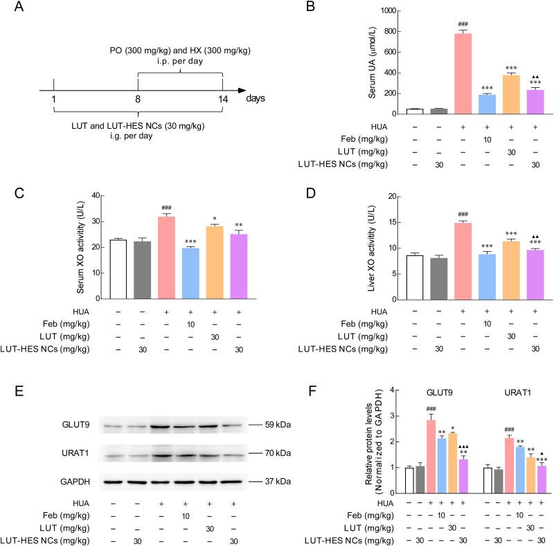 https://cdn.ncbi.nlm.nih.gov/pmc/blobs/2db2/11162967/734140ac8669/IJN-19-5139-g0009.jpg