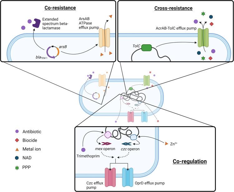 https://cdn.ncbi.nlm.nih.gov/pmc/blobs/2db9/11721650/bf7904e53c2c/44259_2024_26_Fig1_HTML.jpg