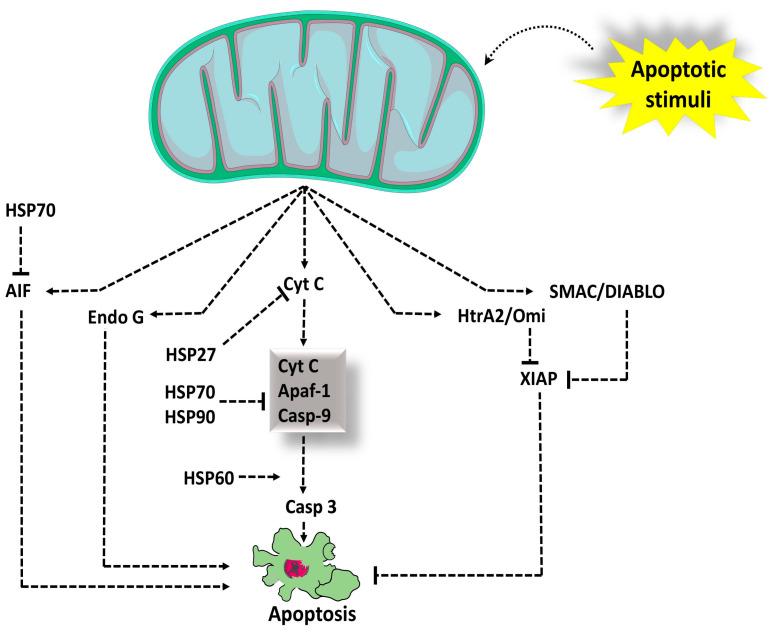 https://cdn.ncbi.nlm.nih.gov/pmc/blobs/2dbb/11592877/02fd5f4ef326/cells-13-01838-g004.jpg