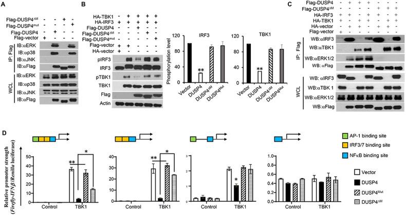 https://cdn.ncbi.nlm.nih.gov/pmc/blobs/2dc1/10923883/0ee93e76e1f5/41418_2024_1269_Fig6_HTML.jpg
