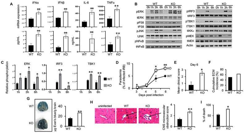 https://cdn.ncbi.nlm.nih.gov/pmc/blobs/2dc1/10923883/13d45bb408b4/41418_2024_1269_Fig4_HTML.jpg