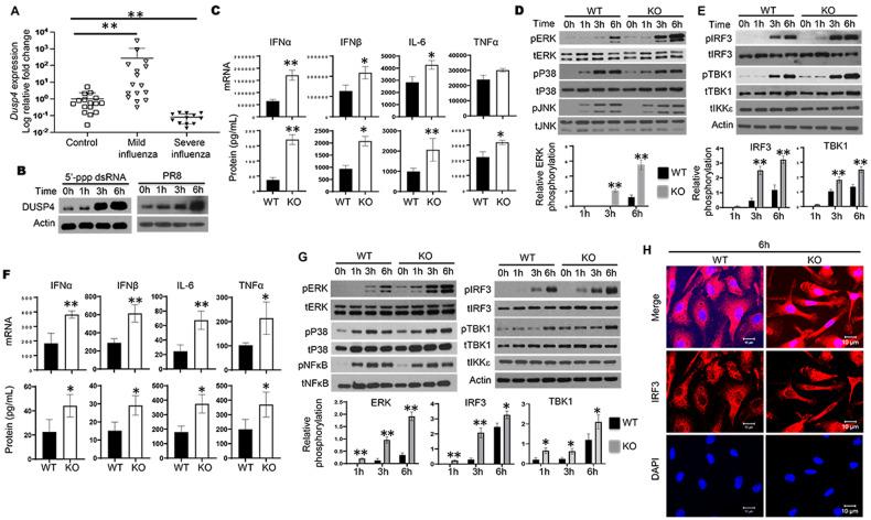 https://cdn.ncbi.nlm.nih.gov/pmc/blobs/2dc1/10923883/a8fdafa59fd8/41418_2024_1269_Fig1_HTML.jpg