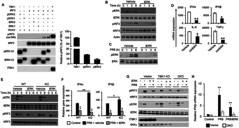 https://cdn.ncbi.nlm.nih.gov/pmc/blobs/2dc1/10923883/b683cd409a0a/41418_2024_1269_Fig7_HTML.jpg