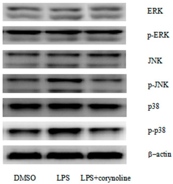https://cdn.ncbi.nlm.nih.gov/pmc/blobs/2dc4/6273489/0ea3e1eee346/molecules-21-00975-g008.jpg