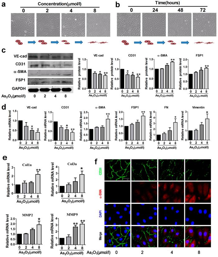 https://cdn.ncbi.nlm.nih.gov/pmc/blobs/2dc5/5037371/60bfdb6fb472/srep33787-f4.jpg