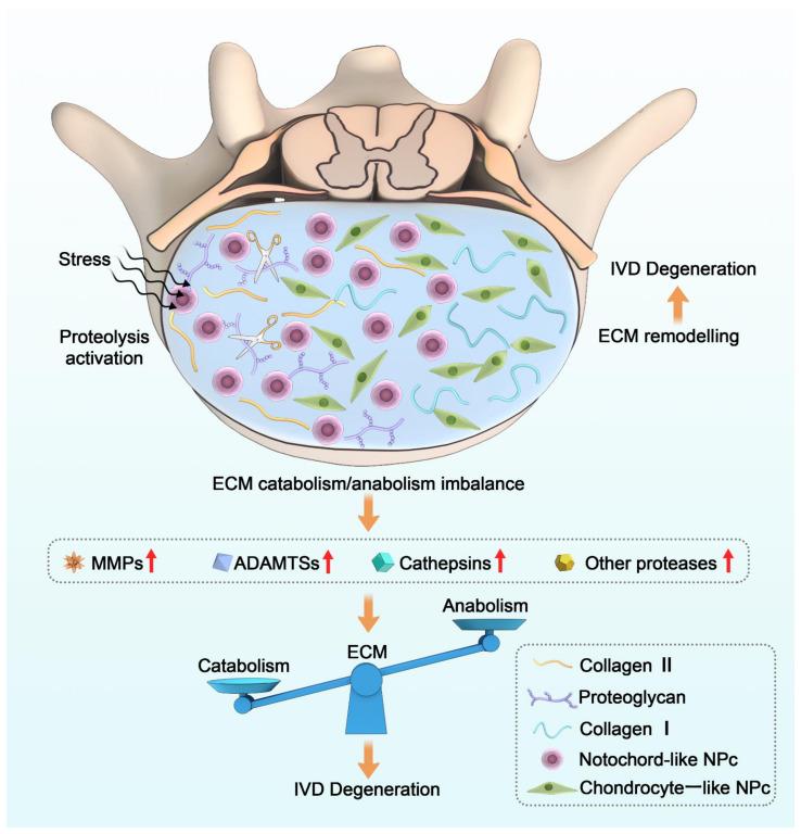 https://cdn.ncbi.nlm.nih.gov/pmc/blobs/2dc7/8835917/5c3918e322e2/ijms-23-01715-g001.jpg