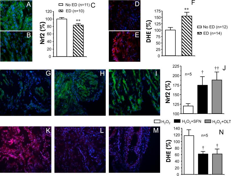 https://cdn.ncbi.nlm.nih.gov/pmc/blobs/2dca/6626891/c6470bdadf0f/gr7.jpg