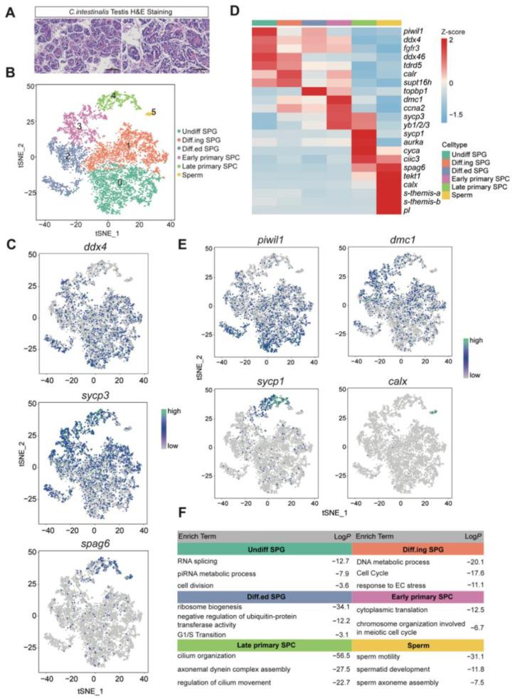 https://cdn.ncbi.nlm.nih.gov/pmc/blobs/2dcb/9776925/3517296ae6e9/cells-11-03978-g001.jpg
