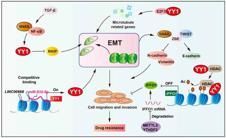 https://cdn.ncbi.nlm.nih.gov/pmc/blobs/2dcc/12383853/4a98d664f8ac/biomolecules-15-01069-g006.jpg