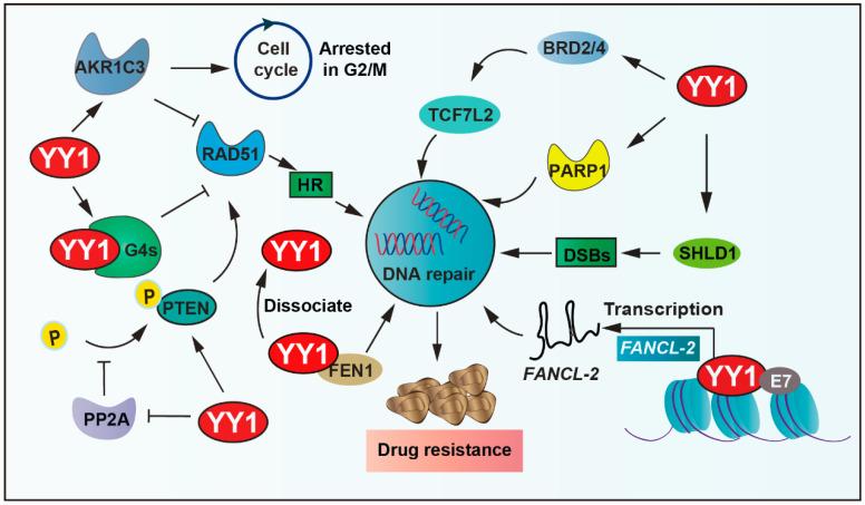 https://cdn.ncbi.nlm.nih.gov/pmc/blobs/2dcc/12383853/9fc07bef677a/biomolecules-15-01069-g004.jpg