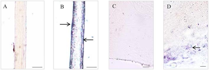 https://cdn.ncbi.nlm.nih.gov/pmc/blobs/2dce/5911496/9ef07b048a48/fphys-09-00418-g0002.jpg