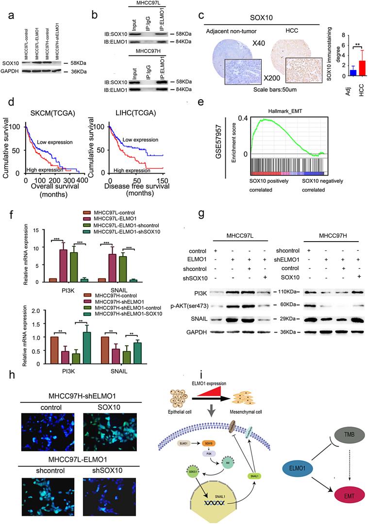 https://cdn.ncbi.nlm.nih.gov/pmc/blobs/2dd1/6710851/58bcc5e4c2d8/gr6.jpg