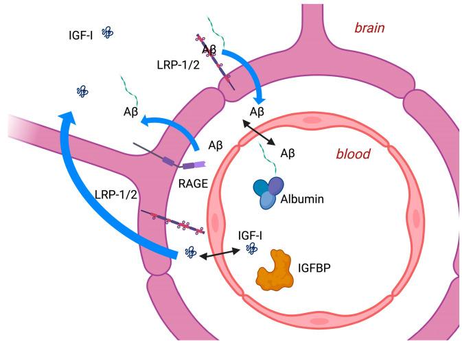 https://cdn.ncbi.nlm.nih.gov/pmc/blobs/2dd8/11049992/600e8bea5177/ijms-25-04512-g002.jpg