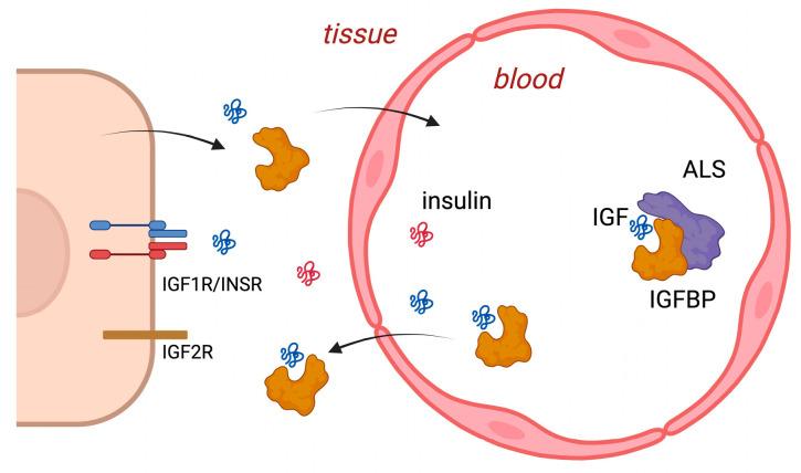 https://cdn.ncbi.nlm.nih.gov/pmc/blobs/2dd8/11049992/c7a72791c231/ijms-25-04512-g001.jpg