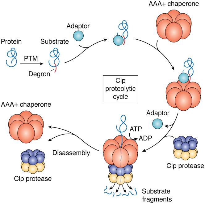 https://cdn.ncbi.nlm.nih.gov/pmc/blobs/2dd9/7966870/9551bf56d5ed/gr1.jpg