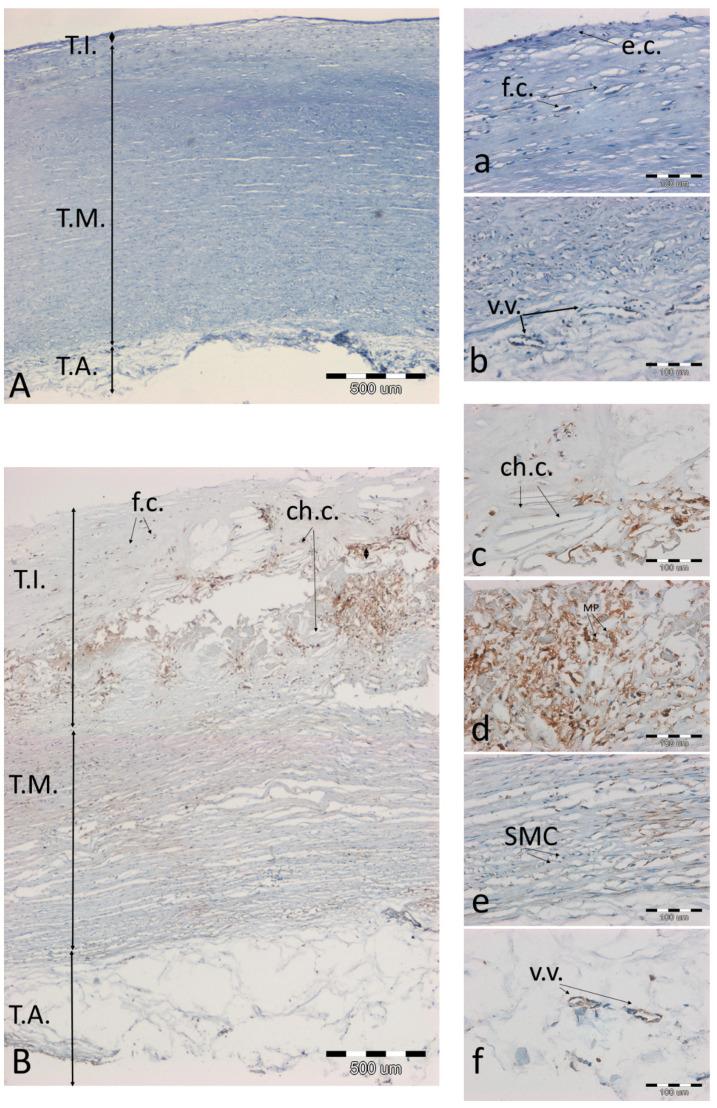 https://cdn.ncbi.nlm.nih.gov/pmc/blobs/2dd9/8301911/36c74ca9c0ba/biomolecules-11-00946-g006.jpg