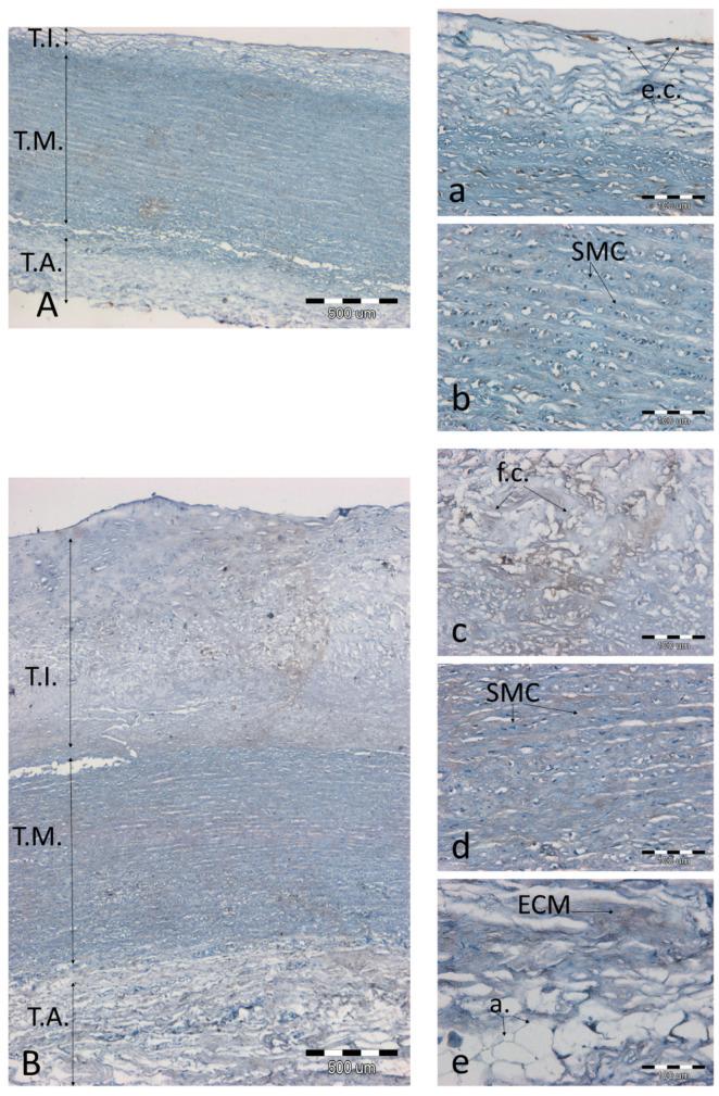 https://cdn.ncbi.nlm.nih.gov/pmc/blobs/2dd9/8301911/7012a27f9551/biomolecules-11-00946-g007.jpg