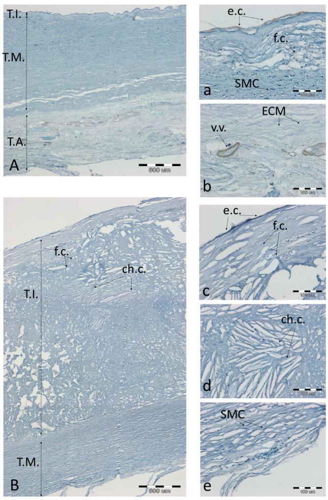 https://cdn.ncbi.nlm.nih.gov/pmc/blobs/2dd9/8301911/d34032a564e2/biomolecules-11-00946-g008.jpg