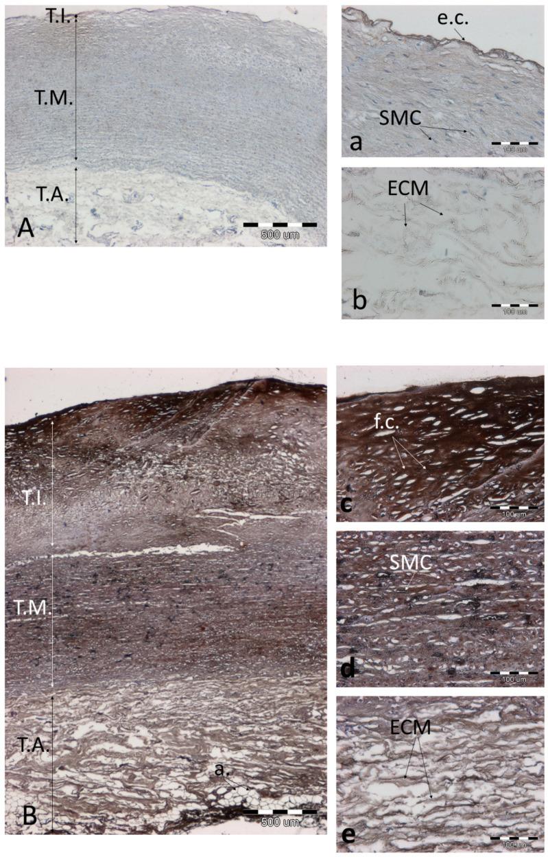 https://cdn.ncbi.nlm.nih.gov/pmc/blobs/2dd9/8301911/fe250edab614/biomolecules-11-00946-g009.jpg