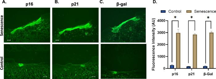 https://cdn.ncbi.nlm.nih.gov/pmc/blobs/2dda/12118744/34ebcfe1225b/44303_2025_78_Fig5_HTML.jpg