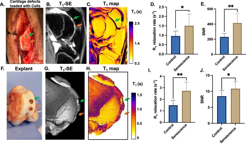 https://cdn.ncbi.nlm.nih.gov/pmc/blobs/2dda/12118744/dedc0c513a59/44303_2025_78_Fig4_HTML.jpg