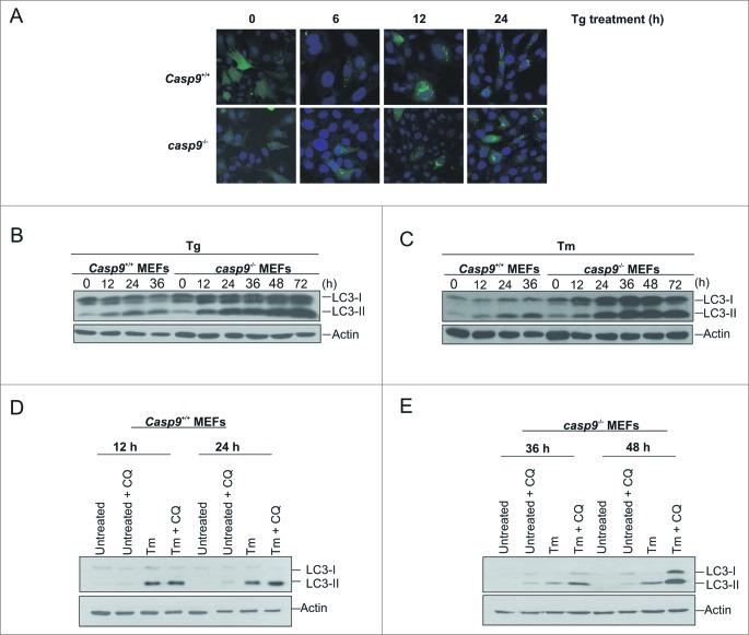 https://cdn.ncbi.nlm.nih.gov/pmc/blobs/2dde/4502706/e06a6187259b/kaup-10-11-981790-g005.jpg