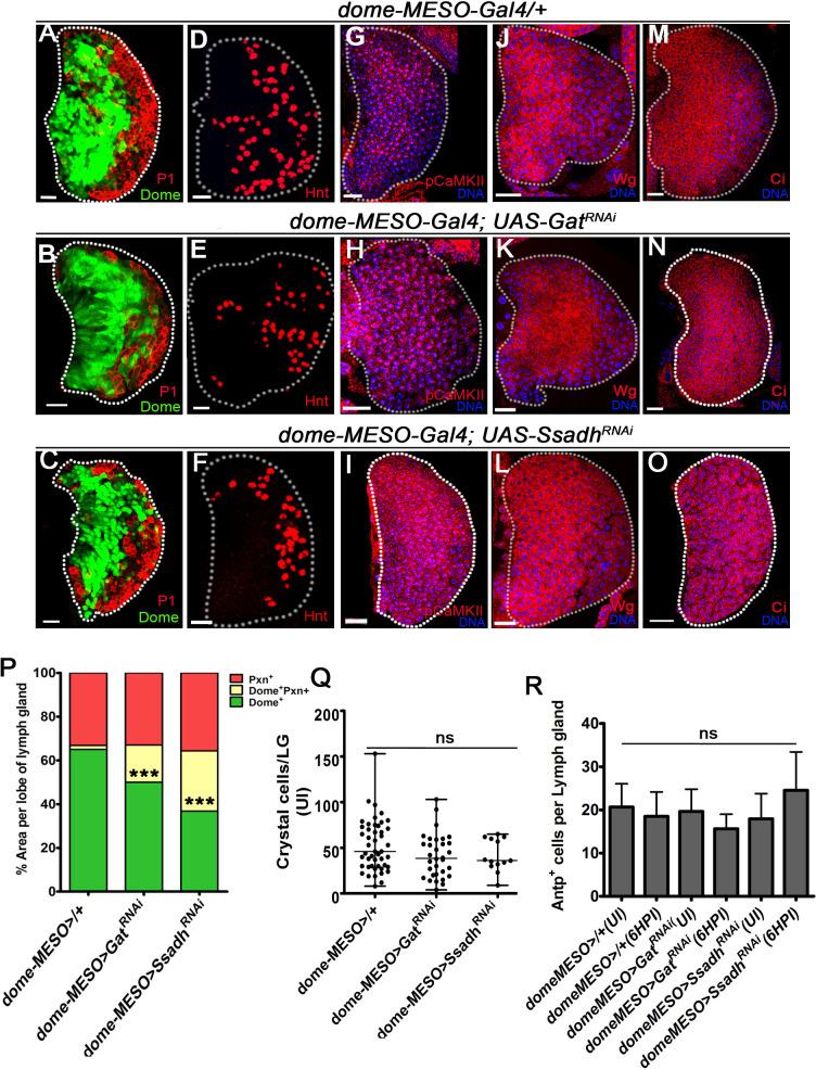 https://cdn.ncbi.nlm.nih.gov/pmc/blobs/2ddf/7808736/3885ae665993/elife-60376-fig2-figsupp3.jpg