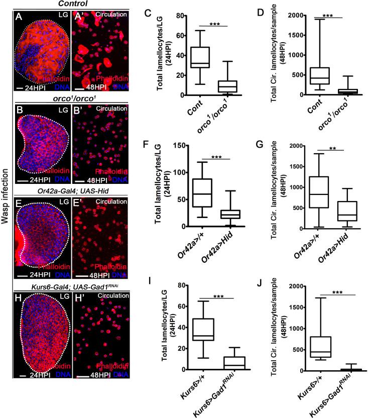 https://cdn.ncbi.nlm.nih.gov/pmc/blobs/2ddf/7808736/b1c2376fe7ca/elife-60376-fig1.jpg