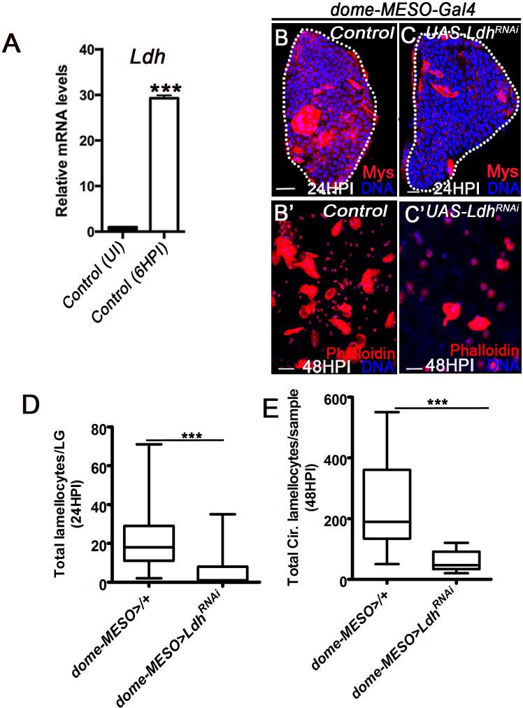 https://cdn.ncbi.nlm.nih.gov/pmc/blobs/2ddf/7808736/b2d5d07ccc0d/elife-60376-fig3-figsupp2.jpg