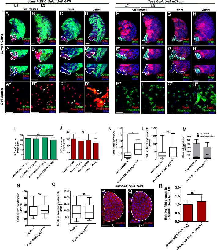 https://cdn.ncbi.nlm.nih.gov/pmc/blobs/2ddf/7808736/c1b509c4d95d/elife-60376-fig2-figsupp1.jpg