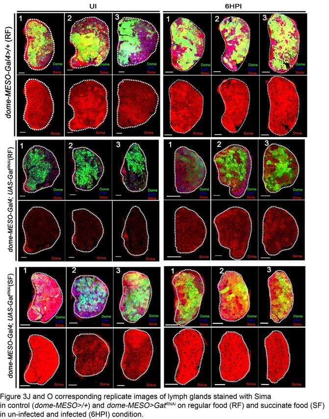 https://cdn.ncbi.nlm.nih.gov/pmc/blobs/2ddf/7808736/cad8510b30cd/elife-60376-resp-fig1.jpg