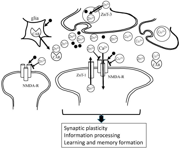 https://cdn.ncbi.nlm.nih.gov/pmc/blobs/2de0/5852723/eac7c75a333d/nutrients-10-00147-g003.jpg