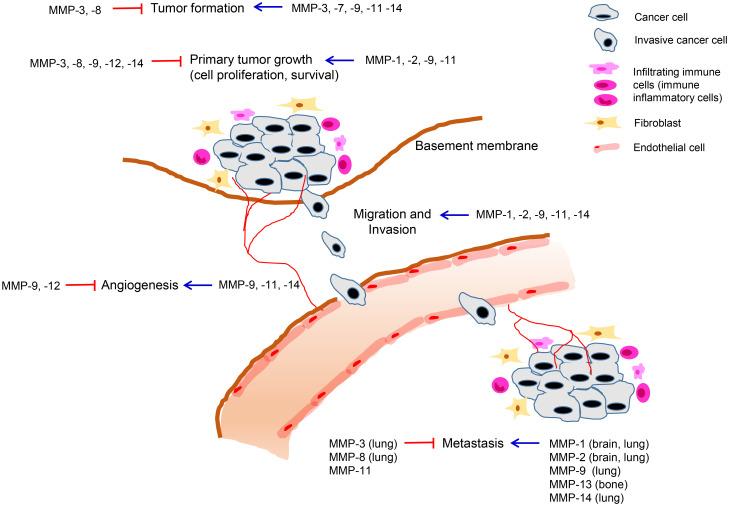 https://cdn.ncbi.nlm.nih.gov/pmc/blobs/2de0/9897057/3431d3304780/fonc-12-1108695-g001.jpg