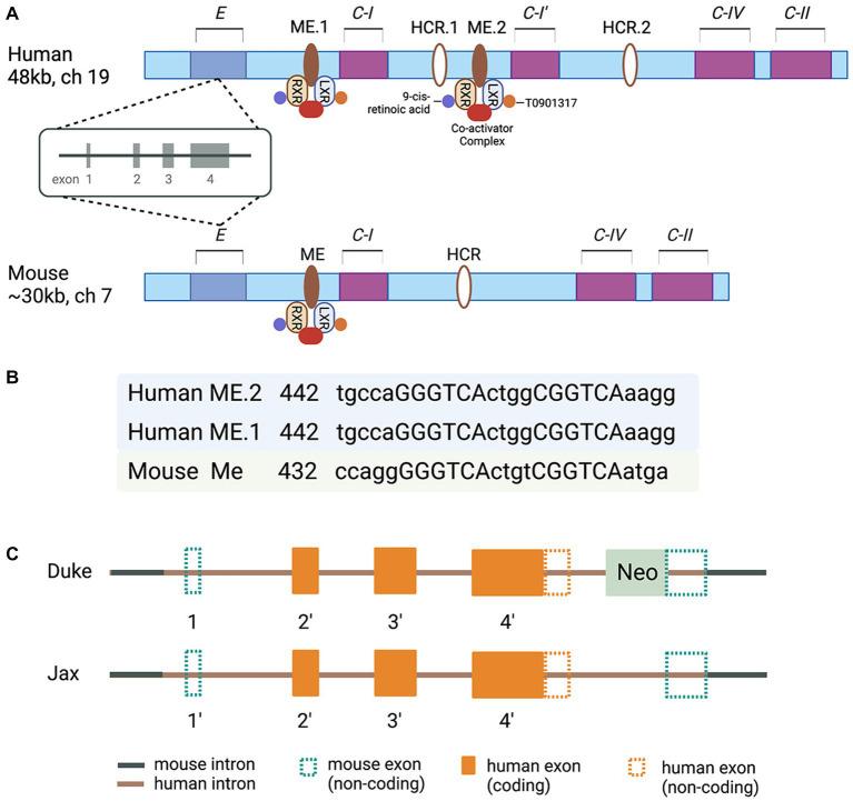 https://cdn.ncbi.nlm.nih.gov/pmc/blobs/2de1/10235508/4274408975fb/fnins-17-1195724-g001.jpg