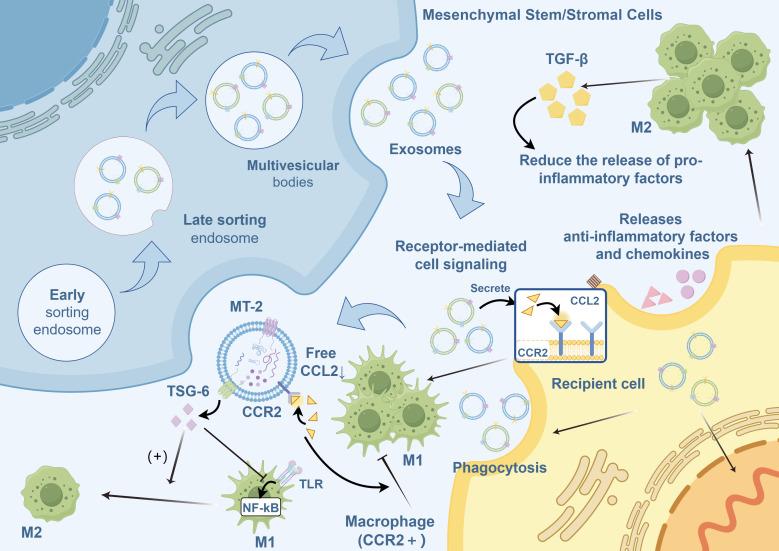 https://cdn.ncbi.nlm.nih.gov/pmc/blobs/2de8/12106535/287a2f7f8a29/fimmu-16-1543702-g002.jpg