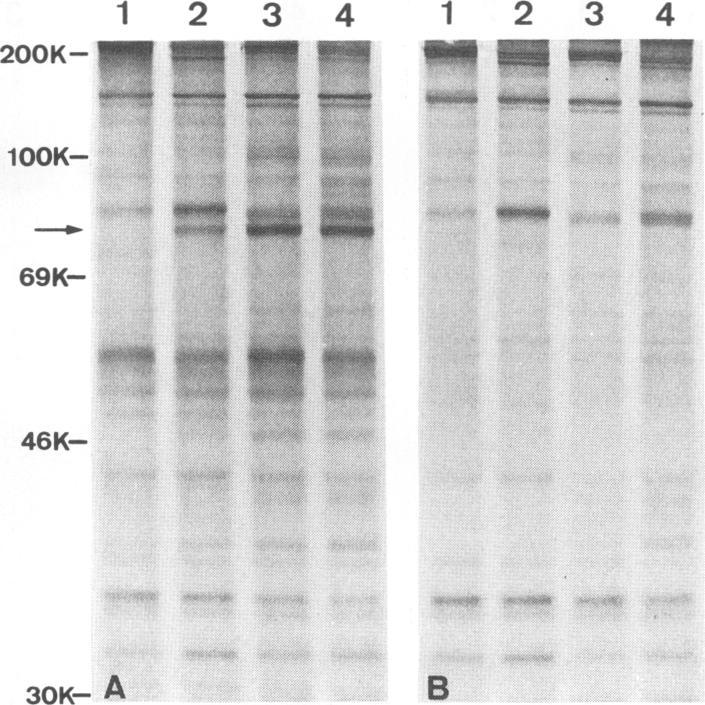 https://cdn.ncbi.nlm.nih.gov/pmc/blobs/2de9/237489/0535a7d09fd0/jvirol00024-0118-a.jpg