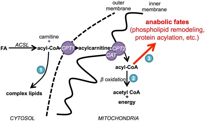 https://cdn.ncbi.nlm.nih.gov/pmc/blobs/2df0/5892939/5ddbce5f6bf8/pbio.2003782.g007.jpg