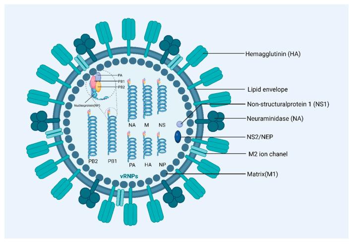 https://cdn.ncbi.nlm.nih.gov/pmc/blobs/2df3/11680418/38ce3755c610/vaccines-12-01382-g002.jpg