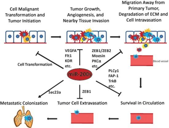 https://cdn.ncbi.nlm.nih.gov/pmc/blobs/2df3/4466628/8e99f3a9adbe/oncotarget-06-6472-g003.jpg