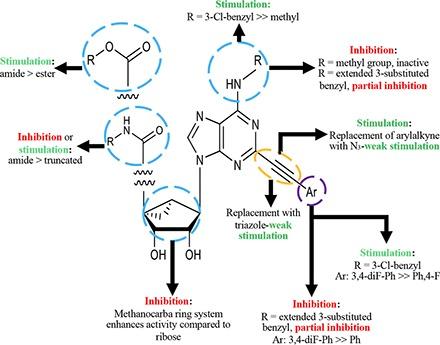 https://cdn.ncbi.nlm.nih.gov/pmc/blobs/2df6/6608608/5eaa5b4aae9a/mol.118.115295absf1.jpg