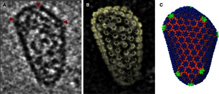 https://cdn.ncbi.nlm.nih.gov/pmc/blobs/2df9/4125826/111b373915c9/10969_2014_9179_Fig5_HTML.jpg