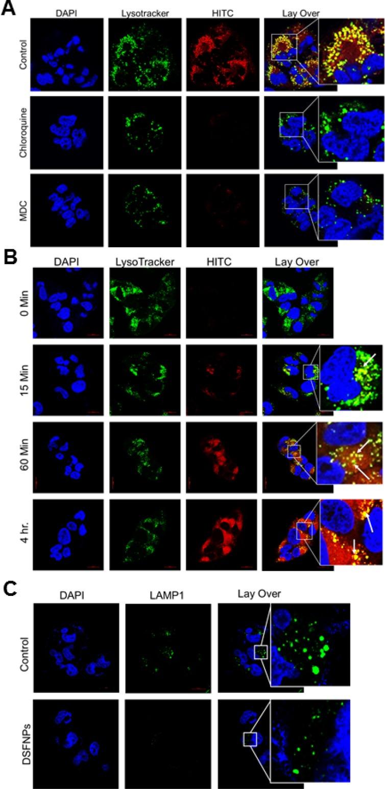https://cdn.ncbi.nlm.nih.gov/pmc/blobs/2dfd/5790476/e4b334d4fe03/oncotarget-09-3459-g006.jpg