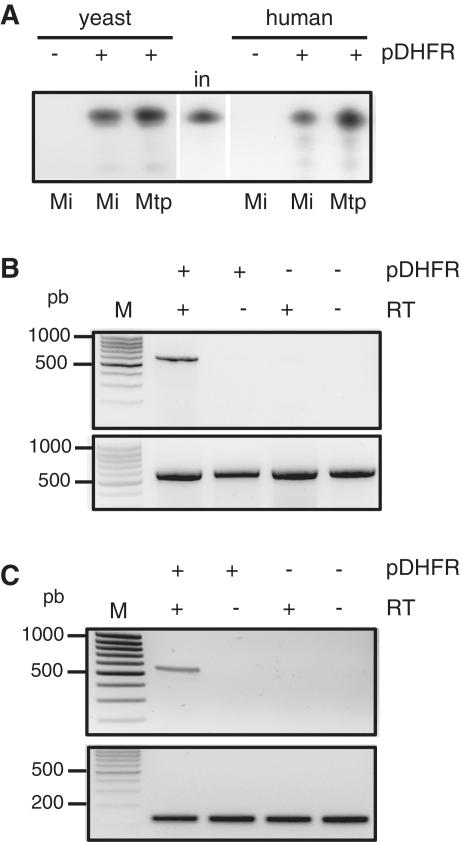 https://cdn.ncbi.nlm.nih.gov/pmc/blobs/2e00/3152368/2fdaa3ebd77a/gkr380f4.jpg