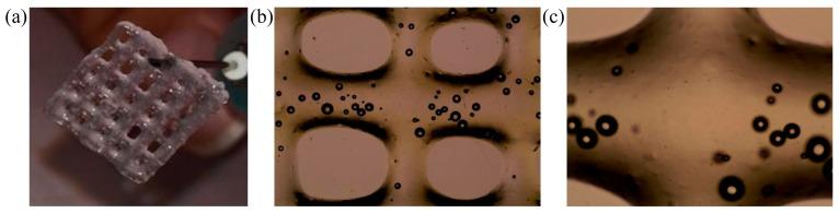 https://cdn.ncbi.nlm.nih.gov/pmc/blobs/2e01/6721723/0dc834dc79da/cells-08-00830-g004.jpg