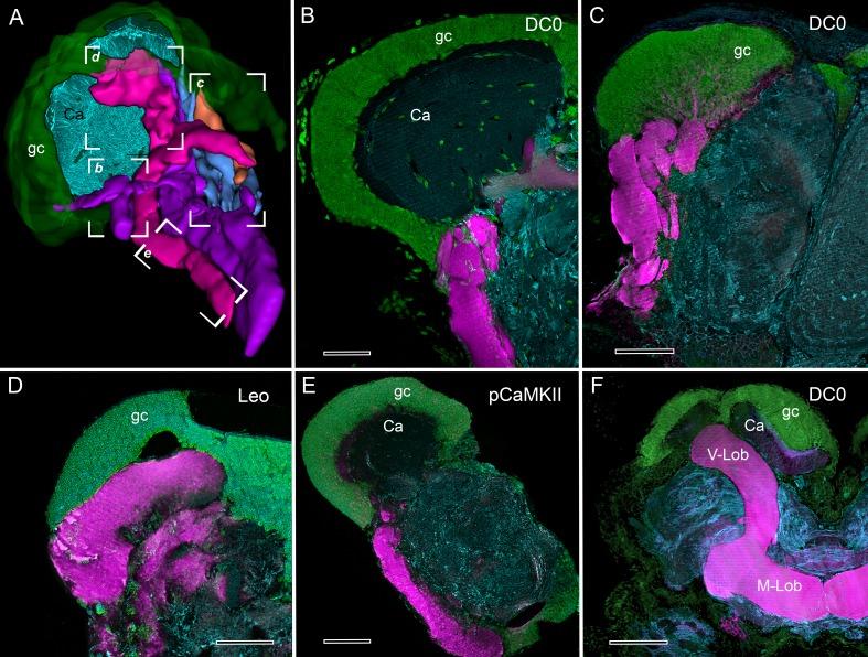 https://cdn.ncbi.nlm.nih.gov/pmc/blobs/2e04/5614564/49ef99e1f6bc/elife-29889-fig4.jpg