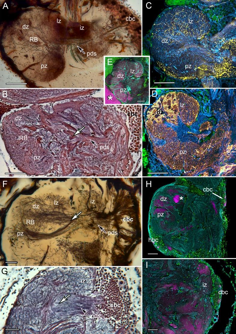 https://cdn.ncbi.nlm.nih.gov/pmc/blobs/2e04/5614564/afdcd217987d/elife-29889-fig6.jpg