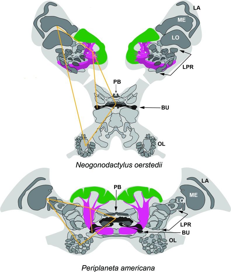 https://cdn.ncbi.nlm.nih.gov/pmc/blobs/2e04/5614564/ecd5cf94a428/elife-29889-fig1-figsupp2.jpg